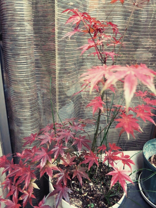 遅ればせながら、テラスのちっちゃな紅葉♪_f0236260_12525719.jpg