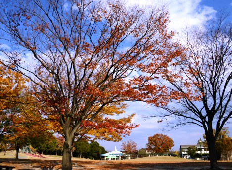 趣味の写真・・・堀内公園　　安城市_b0105374_19395419.jpg