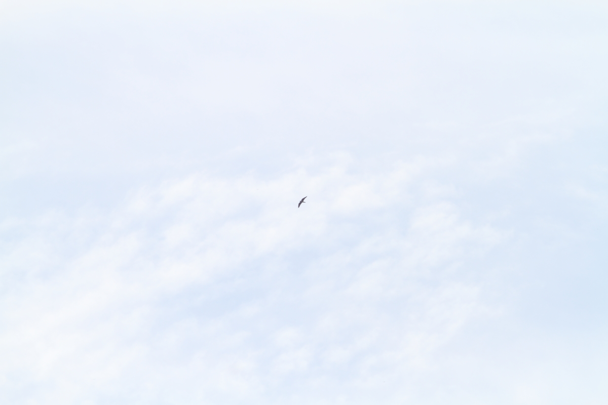 a0167480_1342415.jpg