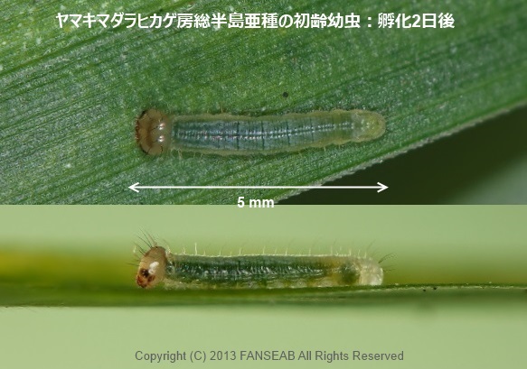 ヤマキマダラヒカゲ房総半島産亜種の飼育メモ（蛹化まで）_f0090680_12434986.jpg