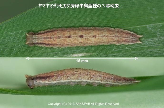 ヤマキマダラヒカゲ房総半島産亜種の飼育メモ（蛹化まで）_f0090680_12444499.jpg