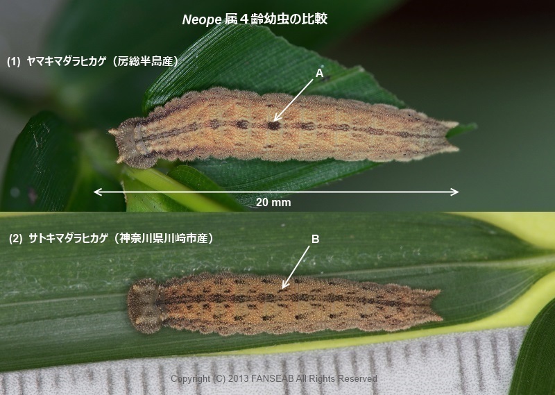 ヤマキマダラヒカゲ房総半島産亜種の飼育メモ（蛹化まで）_f0090680_12454057.jpg