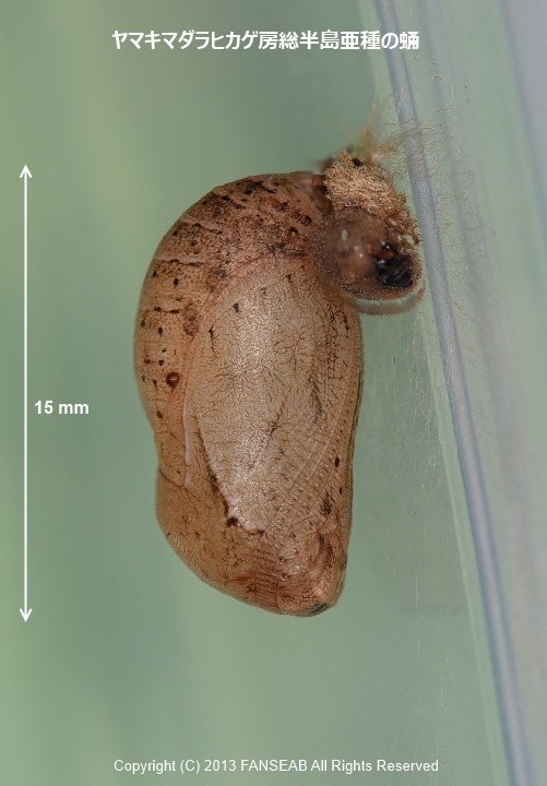 ヤマキマダラヒカゲ房総半島産亜種の飼育メモ（蛹化まで）_f0090680_12464652.jpg