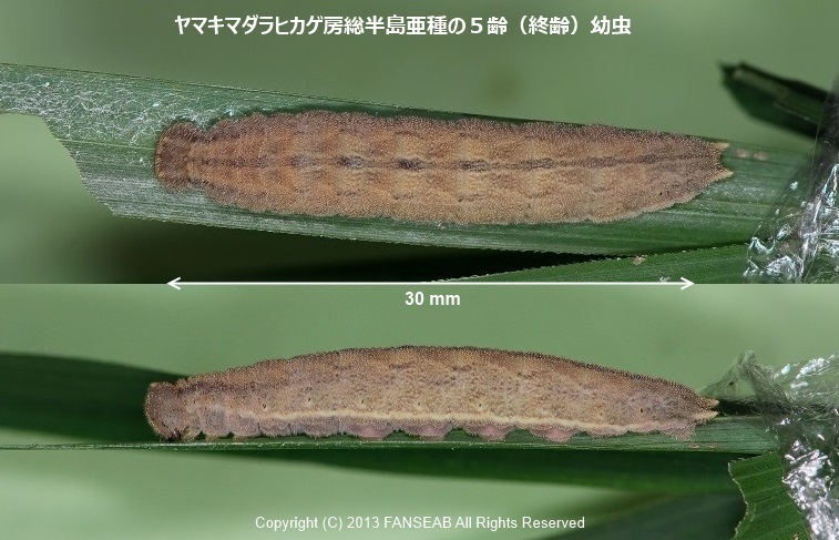 ヤマキマダラヒカゲ房総半島産亜種の飼育メモ（蛹化まで）_f0090680_12474829.jpg