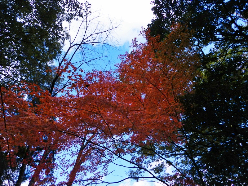 紅葉の豊川の春日神社。_c0212783_1512955.jpg