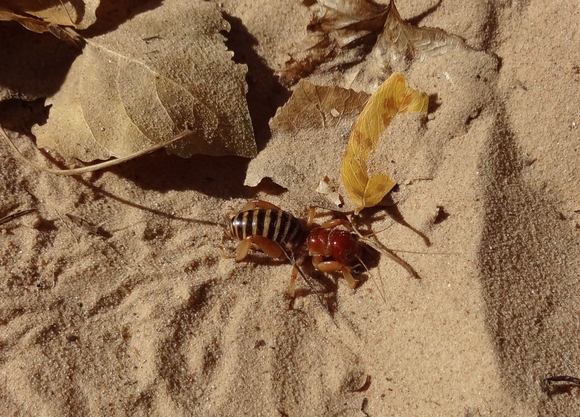 c0096685_1844777.jpg