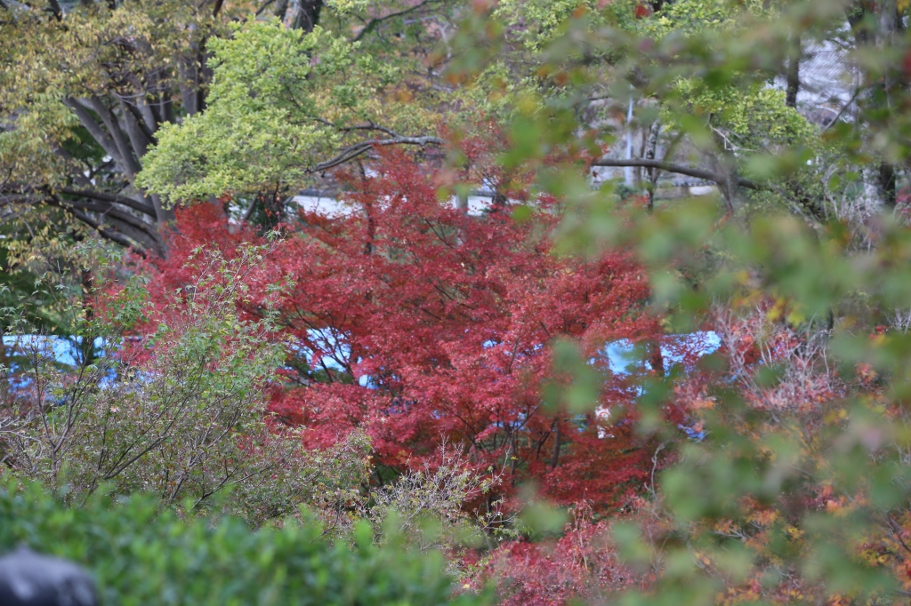 2013.11.23　ふれあいツアー「根来寺（鐘桜門・光明真言殿・本坊・行者堂・聖天堂）」_f0140087_2215861.jpg