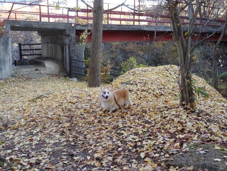 磊々峡の名残りの紅葉_f0075595_23192466.jpg