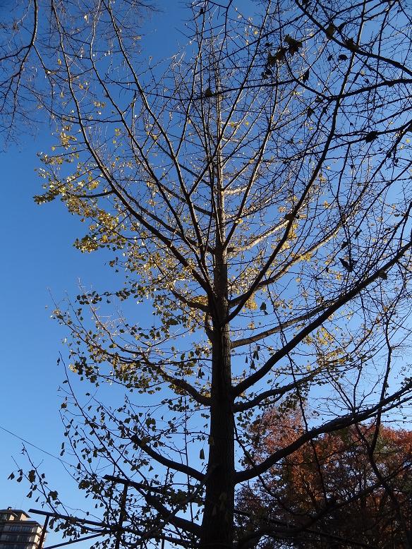 磊々峡の名残りの紅葉_f0075595_236679.jpg