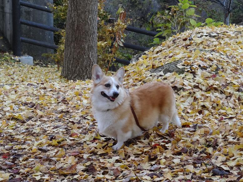 磊々峡の名残りの紅葉_f0075595_2385168.jpg