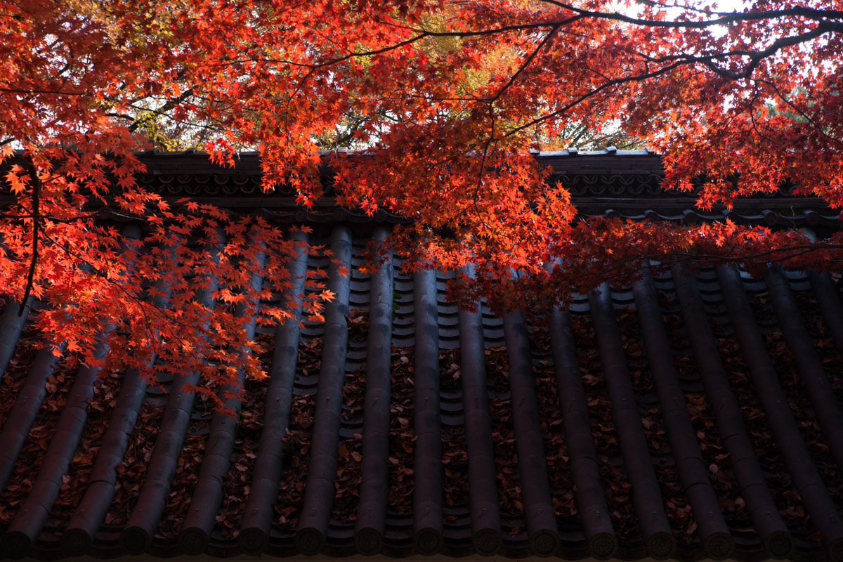 京都府京都市 金蔵寺 紅葉 2013.11.23_b0247097_21475356.jpg