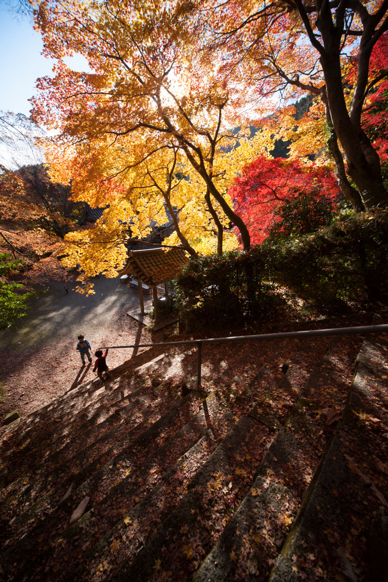 京都府京都市 金蔵寺 紅葉 2013.11.23_b0247097_21503020.jpg