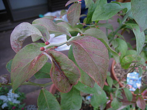 d0046702_17144744.jpg