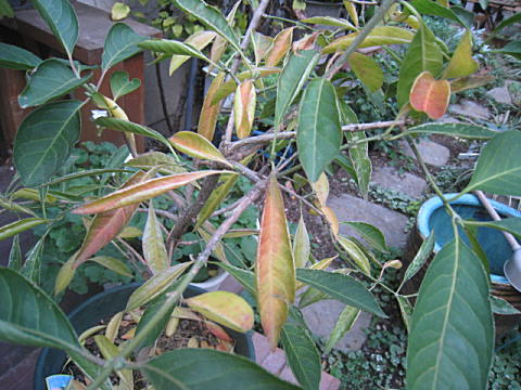 d0046702_171575.jpg