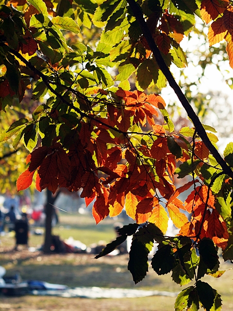 気持ちいい、、道満公園の秋_c0187503_19392970.jpg