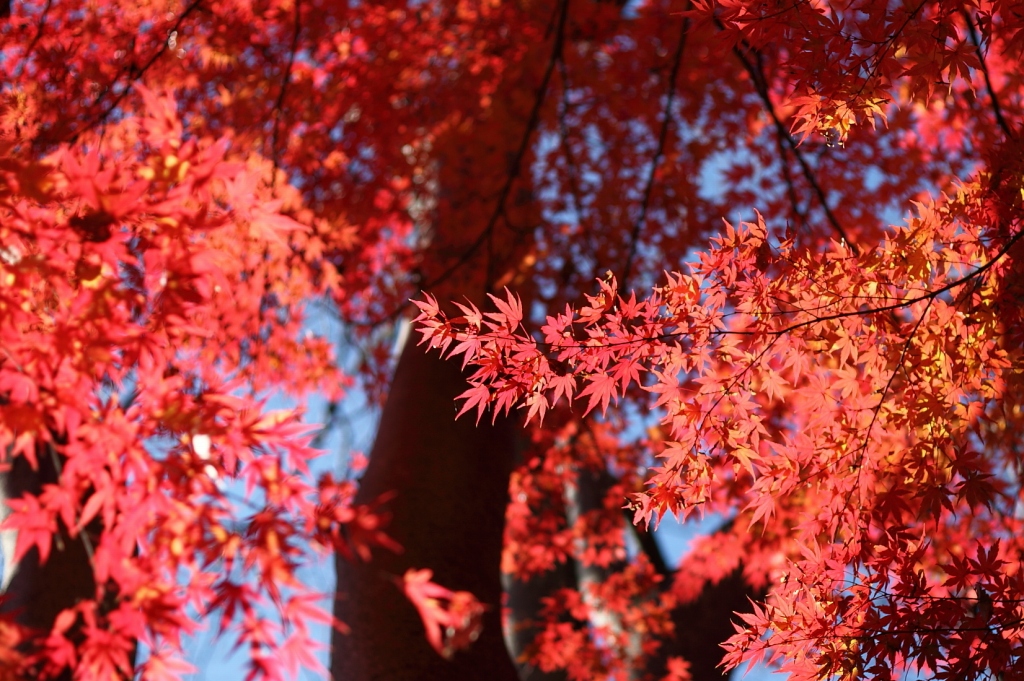 西公園の紅葉_b0050305_12114625.jpg