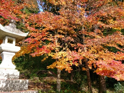 紅葉2013   ～舞鶴あちこち～_e0252905_1541397.jpg