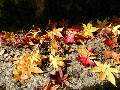 紅葉2013   ～舞鶴あちこち～_e0252905_1575568.jpg