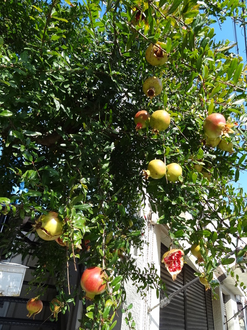 c0230109_8421635.jpg