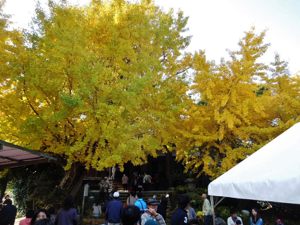 「黄葉まつり 131124」_a0120513_18344420.jpg
