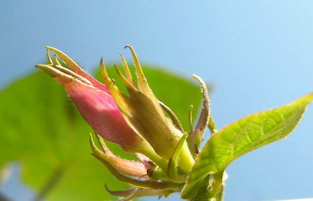 c0248013_2333275.jpg