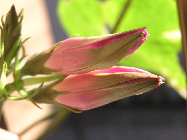 c0248013_234304.jpg