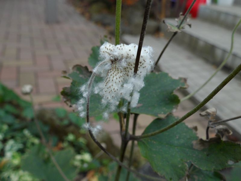 雪を待つばかり_c0025115_19353531.jpg