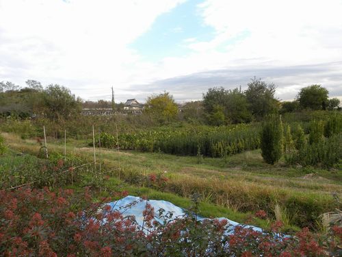 c0073016_1442175.jpg