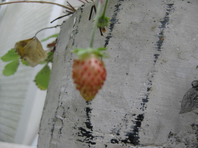 c0085916_0373882.jpg