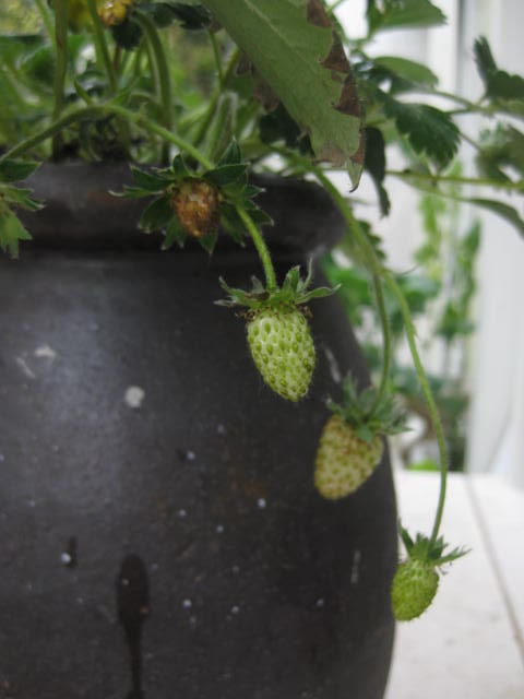 c0085916_0401932.jpg