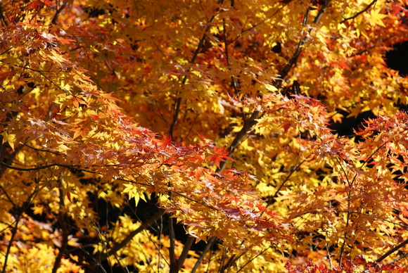 c0020320_16152892.jpg