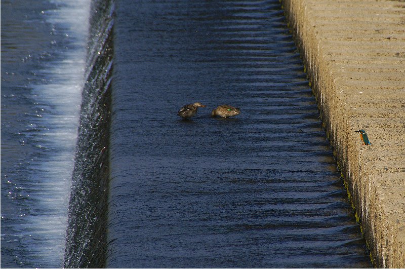 ２０１３　鳥撮り－カワセミ_b0211627_21145855.jpg