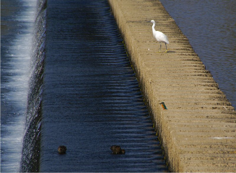 ２０１３　鳥撮り－カワセミ_b0211627_2123557.jpg