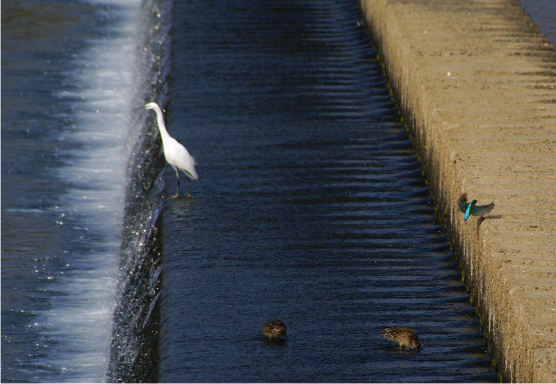 ２０１３　鳥撮り－カワセミ_b0211627_21305099.jpg