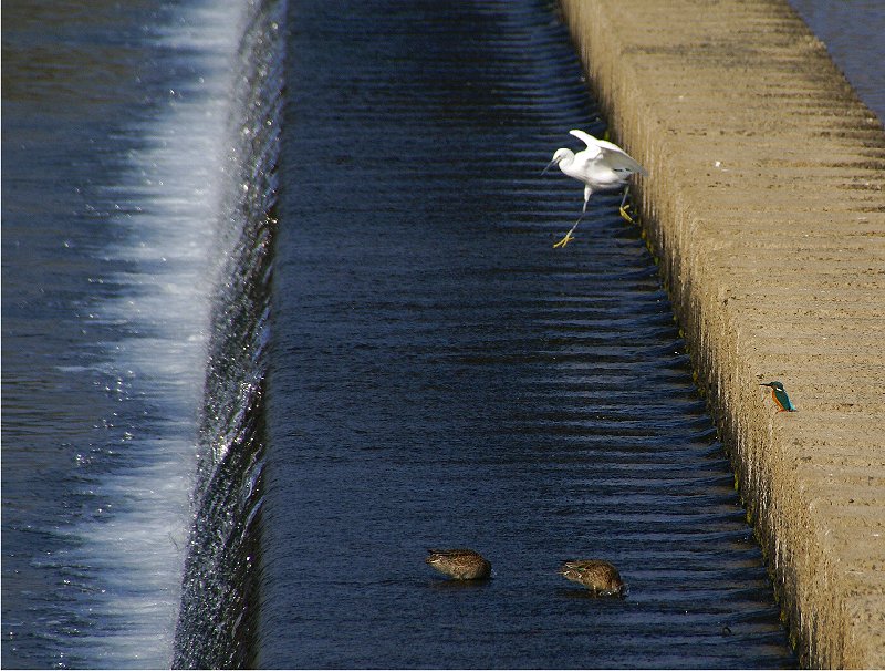 ２０１３　鳥撮り－カワセミ_b0211627_2130549.jpg