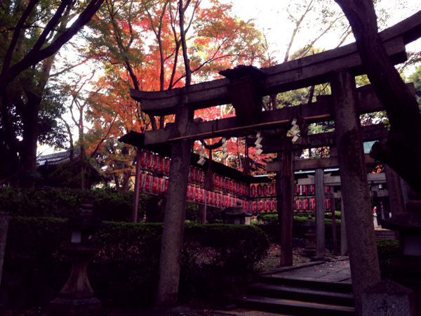 晩秋の向日神社【早朝Drive】_b0004229_9455152.jpg