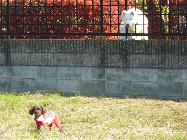 お兄ちゃんとプリン_f0032332_1943042.jpg