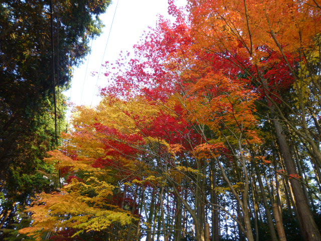 京都の紅葉　2013　11/24　速報！！_d0106134_226574.jpg