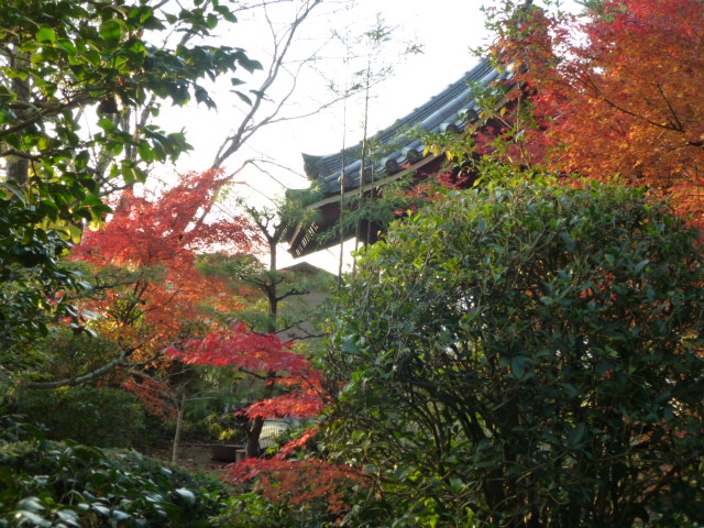 京都の紅葉　2013　11/24　速報！！_d0106134_227266.jpg