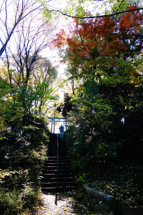 石神井公園からぶらぶら その3～石神井公園と石神井氷川神社 新嘗祭_a0287336_17552557.jpg