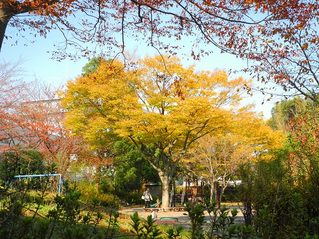 晩秋の近所の公園で・・・_c0220040_23484978.jpg