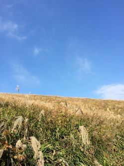 花は上向きに咲くリンドウ　秋吉台龍護峰_e0110940_0472955.jpg