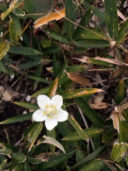 花は上向きに咲くリンドウ　秋吉台龍護峰_e0110940_0483212.jpg