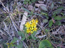 花は上向きに咲くリンドウ　秋吉台龍護峰_e0110940_0592759.jpg