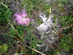 花は上向きに咲くリンドウ　秋吉台龍護峰_e0110940_0594038.jpg