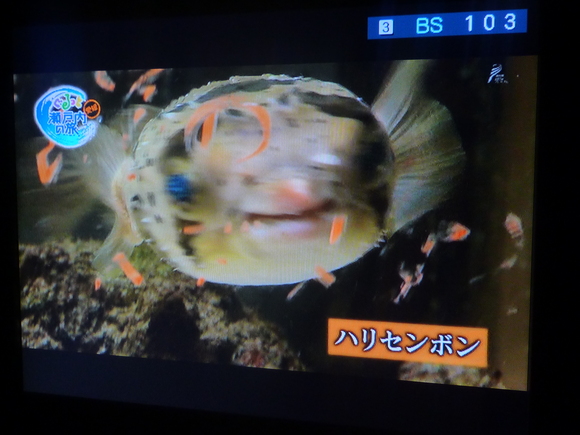 水族館部なんかあるんだって_b0217741_2013667.jpg