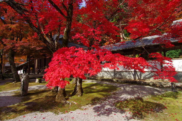 赤く色づいて：永源寺（後）　滋賀_d0186245_1014326.jpg