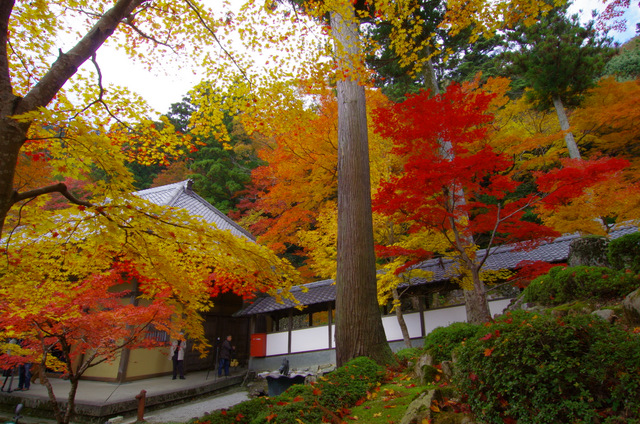 赤く色づいて：永源寺（後）　滋賀_d0186245_1019628.jpg