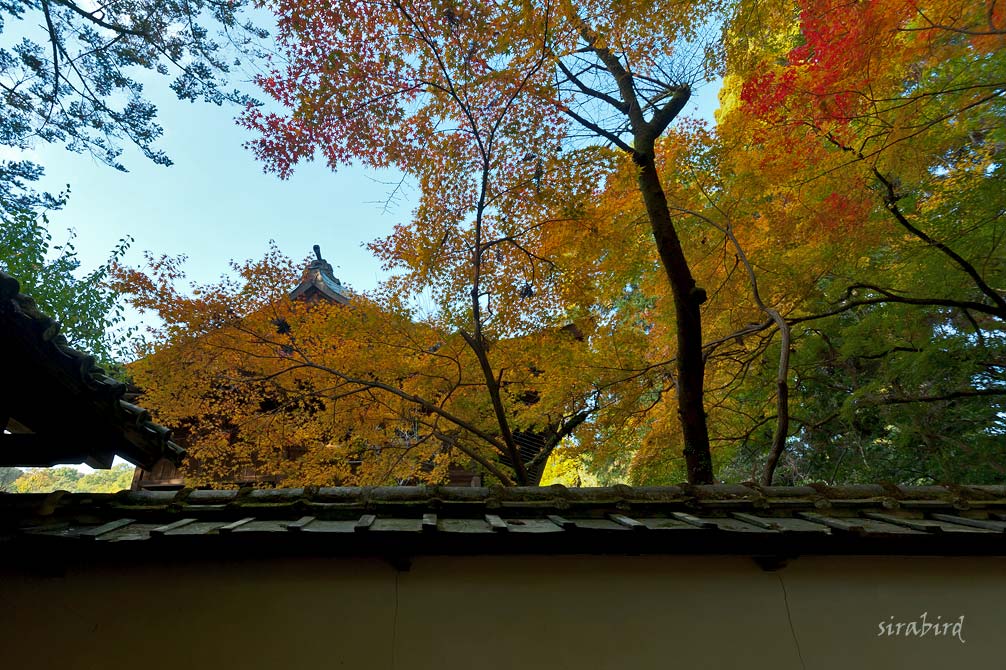 ✔ 紅葉は泰勝寺跡にも（熊本市・立田自然公園）_d0238245_1111222.jpg