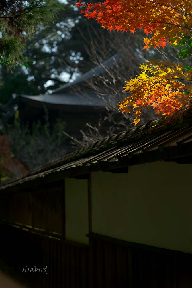 ✔ 紅葉は泰勝寺跡にも（熊本市・立田自然公園）_d0238245_112273.jpg